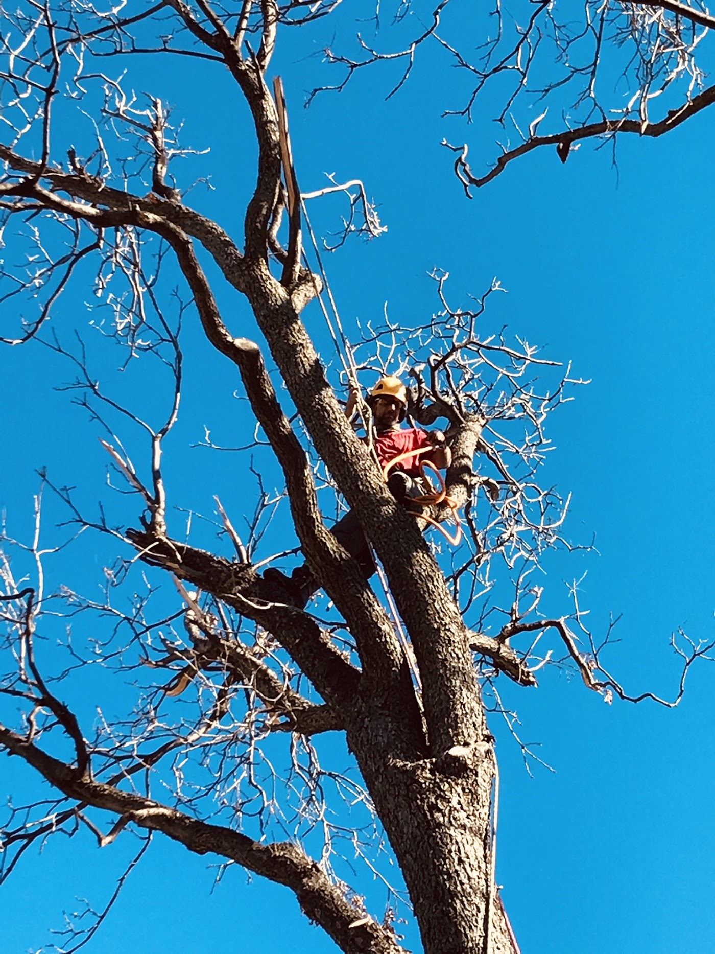 Prairie Wind climber high in a tree, working against a clear Oklahoma sky