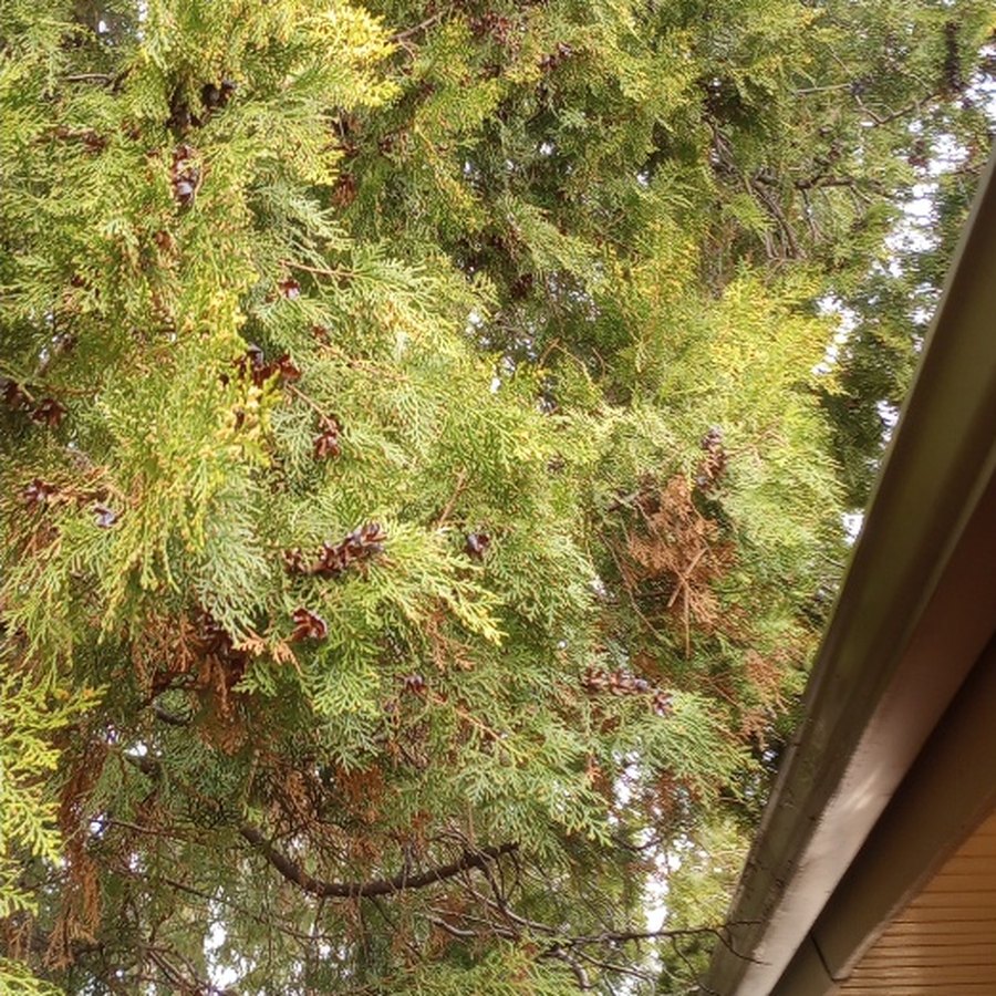 An overgrown evergreen pressing against and covering the same gutter before trimming
