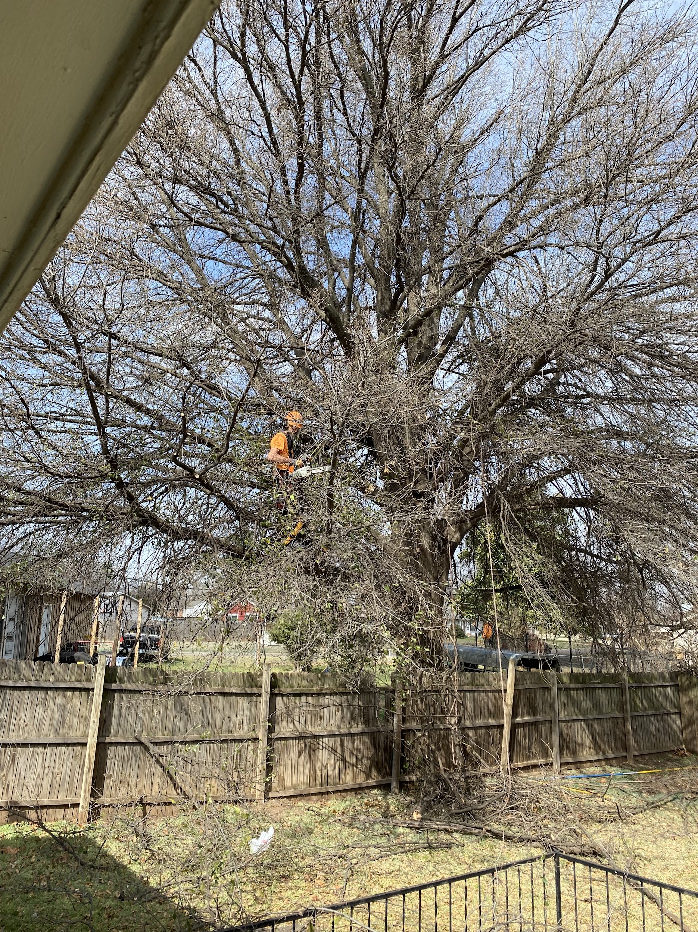 A Prairie Wind climber roped high in a large bare tree during a Norman removal